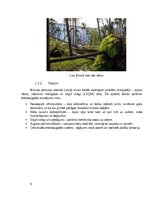 Referāts 'Dabas katastrofa - ekstrēmas vētras, kas skar Kurzemi un Vidzemi.', 6.