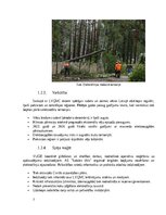 Referāts 'Dabas katastrofa - ekstrēmas vētras, kas skar Kurzemi un Vidzemi.', 7.