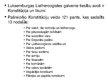 Prezentācija 'Latvijas un Luksemburgas policijas salīdzinājums', 10.