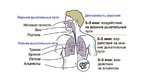 Prezentācija 'Pacienta apmācīšana Aerosolveida inhalatora lietošanai', 7.