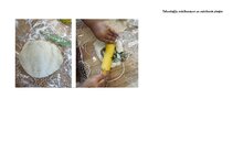 Konspekts 'Rotaļnodarbības plāns ar tehnoloģiju mācību jomas dominanti', 3.