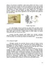 Referāts 'Leonardo da Vinči', 13.