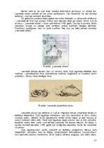 Referāts 'Leonardo da Vinči', 27.