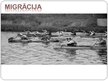 Prezentācija 'Migrācija', 1.
