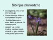 Prezentācija 'Liliju dzimta', 3.