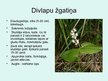 Prezentācija 'Liliju dzimta', 9.