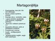 Prezentācija 'Liliju dzimta', 11.