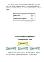 Biznesa plāns 'SIA "Rožu pasaule"', 10.