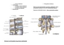 Konspekts 'Mugurkaula stabilizācija', 2.