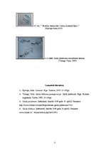 Referāts 'Galda piederumi', 12.