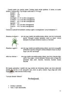 Referāts 'Zirnekļi', 11.
