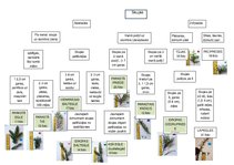 Konspekts 'Skujas shēmā', 1.