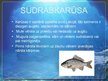 Prezentācija 'Karūsas, karpas', 2.