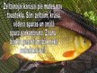Prezentācija 'Karūsas, karpas', 10.