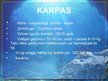Prezentācija 'Karūsas, karpas', 14.
