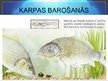 Prezentācija 'Karūsas, karpas', 21.