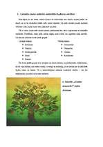 Referāts 'Latviešu etnogrāfiskā māksla', 2.