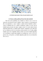 Referāts 'Tūrisma ietekme Parīzes Dievmātes katedrāli', 6.