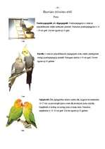 Referāts 'Eksotisko dzīvnieku pareiza kopšana', 28.