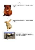 Referāts 'Eksotisko dzīvnieku pareiza kopšana', 30.