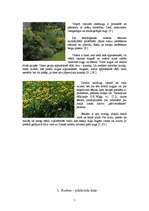 Referāts 'Augu sezonālās pārmaiņas', 5.