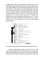 Referāts 'Virtuves interjera dizains un tā tendences mūsdienās', 11.