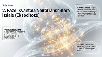 Prezentācija 'Sinapšu fizioloģija', 4.
