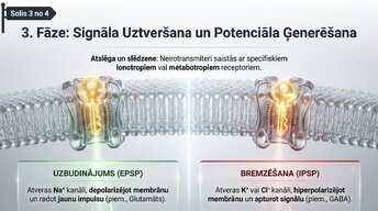 Prezentācija 'Sinapšu fizioloģija', 5.