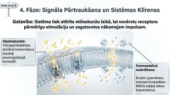 Prezentācija 'Sinapšu fizioloģija', 6.