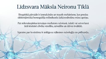 Prezentācija 'Sinapšu fizioloģija', 13.