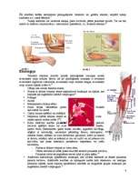 Referāts 'Tenisista elkonis', 4.