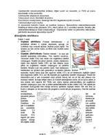 Referāts 'Tenisista elkonis', 17.