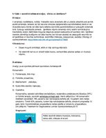 Referāts 'Mugurkaula saslimšanas un ārstēšana', 6.