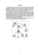 Referāts 'Leikēmija', 8.