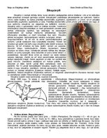 Referāts 'Roņu kārta un sikspārņu kārta', 6.