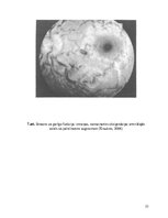 Referāts 'Sportistu aklimatizācija augstkalnes apstākļos', 22.