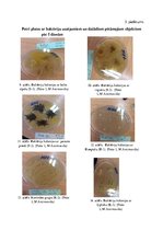 Referāts 'Fitoncīdus saturošu augu antimikrobiālās aktivitātes salīdzinājums ar sintētiska', 26.