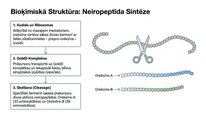 Prezentācija 'Oreksīni', 4.