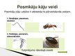 Prezentācija 'Posmkāji', 6.