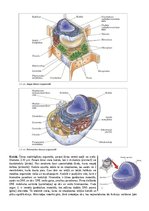 Konspekts 'Konspekts bioloģijā - 3.grāmata', 3.