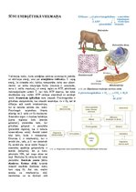 Konspekts 'Konspekts bioloģijā - 3.grāmata', 23.