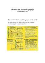 Referāts 'Ieliektu un izliektu spoguļu izmantošana', 1.