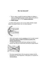 Referāts 'Ieliektu un izliektu spoguļu izmantošana', 2.