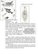 Konspekts 'Sūcējtārpu klases raksturojums', 1.