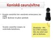 Prezentācija 'Koniskā cauruļvītne', 4.