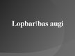 Prezentācija 'Lopbarības augi', 1.