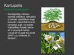 Prezentācija 'Lopbarības augi', 19.