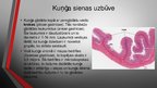 Prezentācija 'Kuņģis. Histoloģijas kurss', 7.