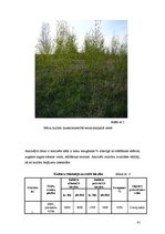 Diplomdarbs 'Bērzu plantāciju novērtējums lauksaimniecības zemēs', 41.