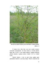 Diplomdarbs 'Bērzu plantāciju novērtējums lauksaimniecības zemēs', 54.